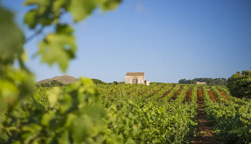 Palermo wine experience