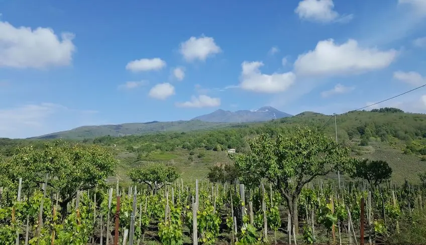 Etna wine tasting Etna Wine Etna wine tour